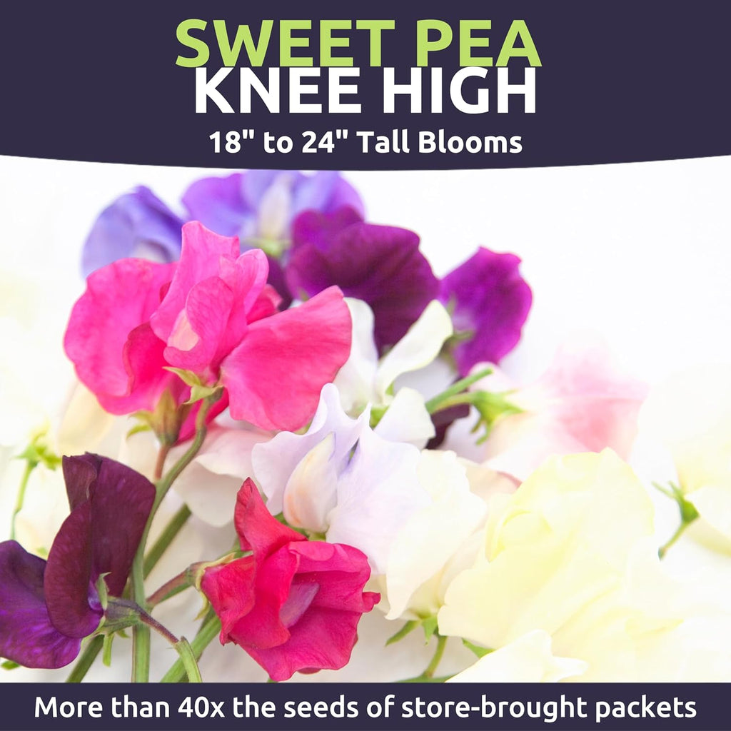 Sweet Pea Knee High