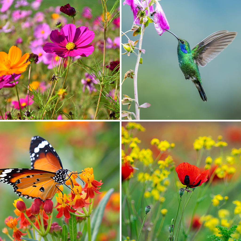 Wildflower Seed Mix Variety Pack