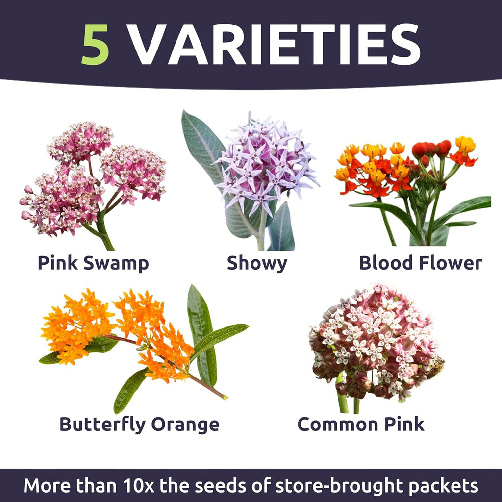 Milkweed Seed Variety Pack - 5 Packets