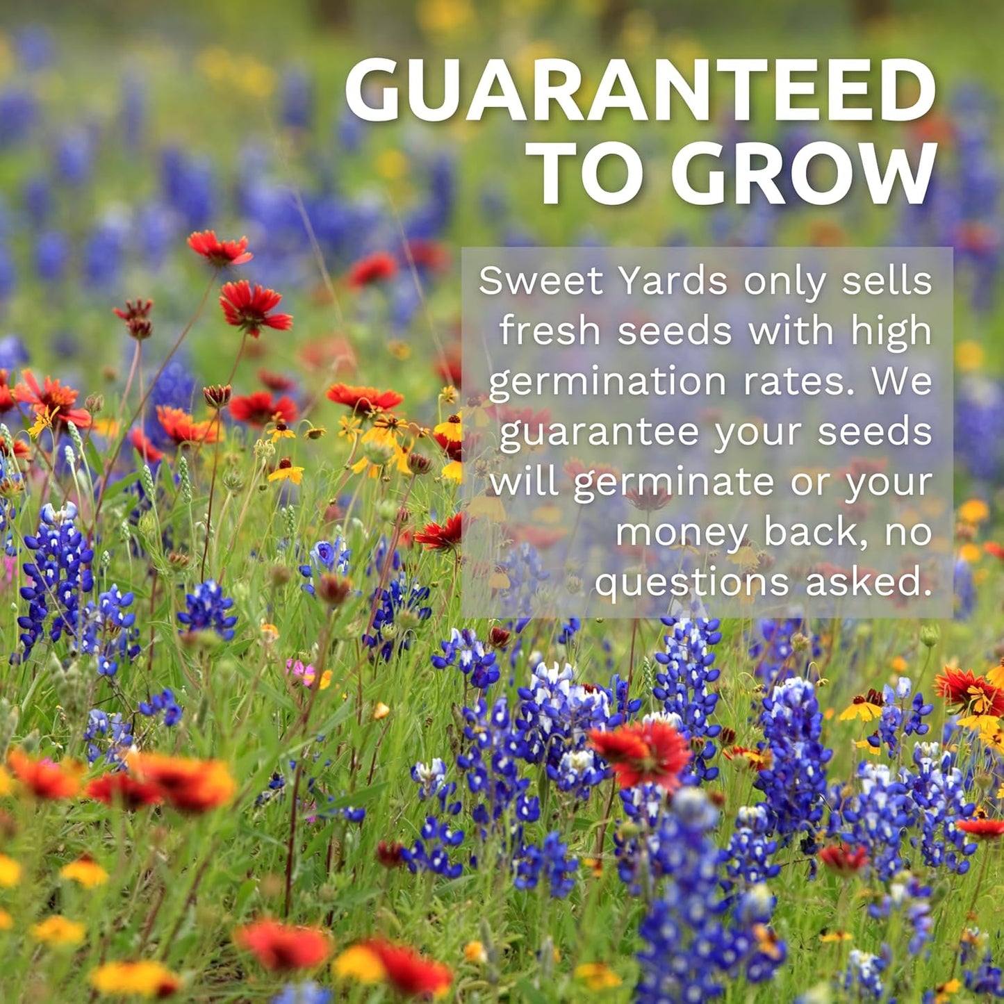 Milkweed Seed Variety Pack - 5 Packets