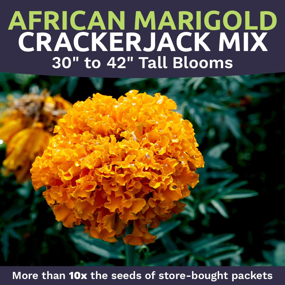 African Marigold Crackerjack Mix