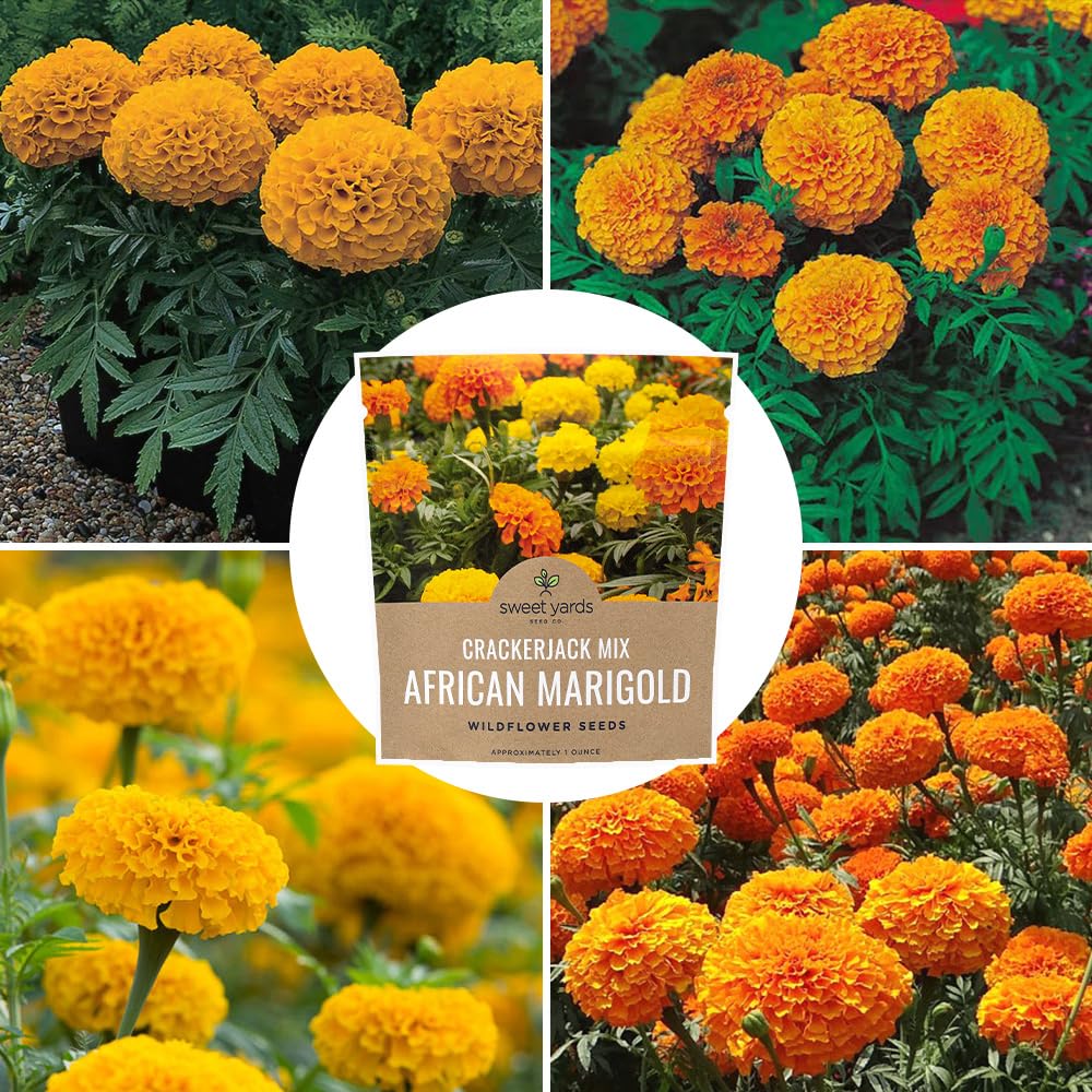 African Marigold Crackerjack Mix