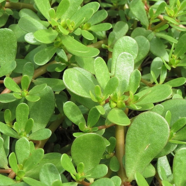 Organic Golden Purslane