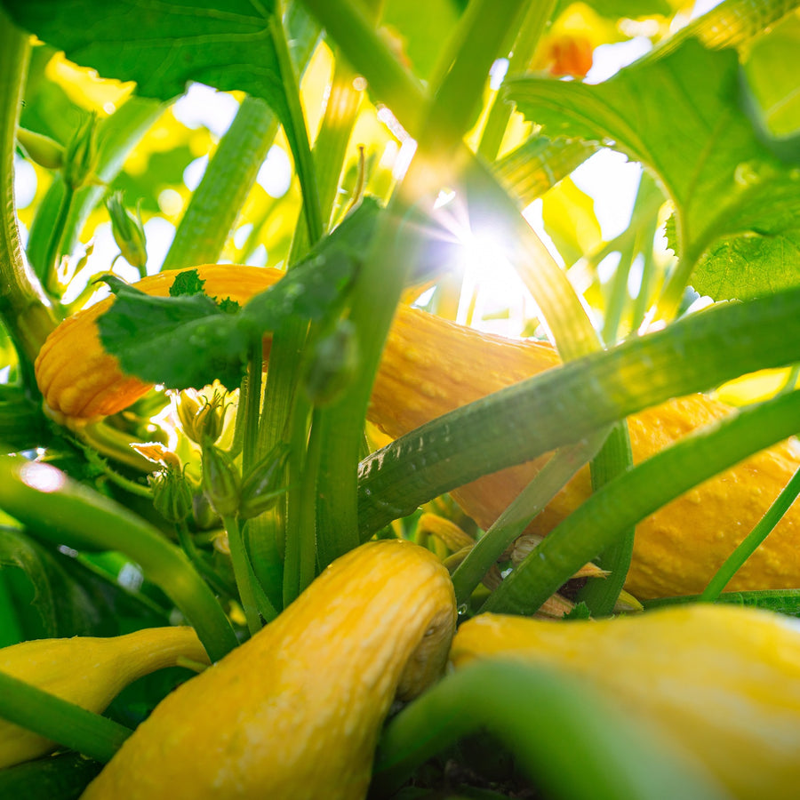Organic Early Summer Crookneck Summer Squash